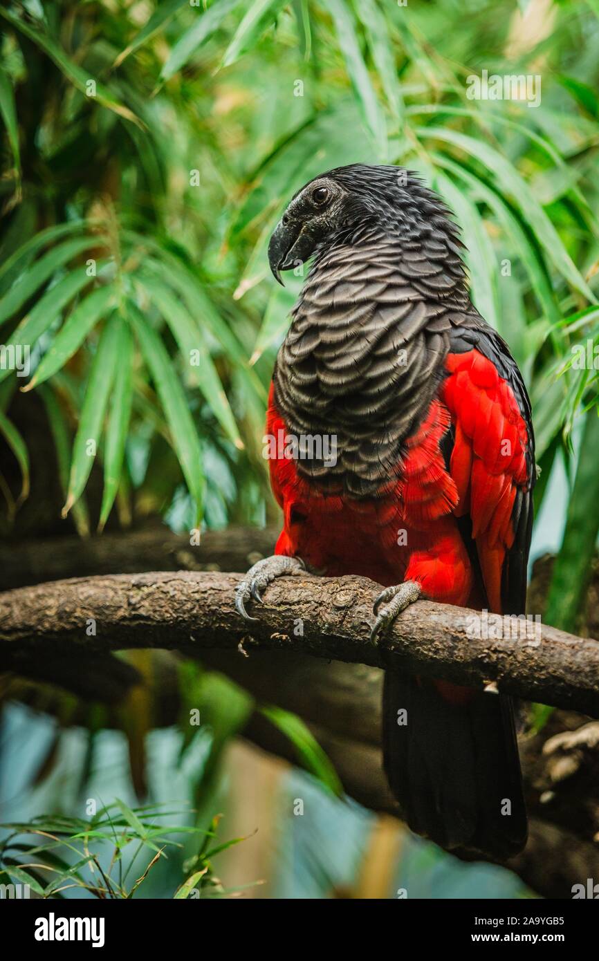 Vulturine parrot, a dark grey and red bird, perching. Green leaves in background. Vertical image. Stock Photo