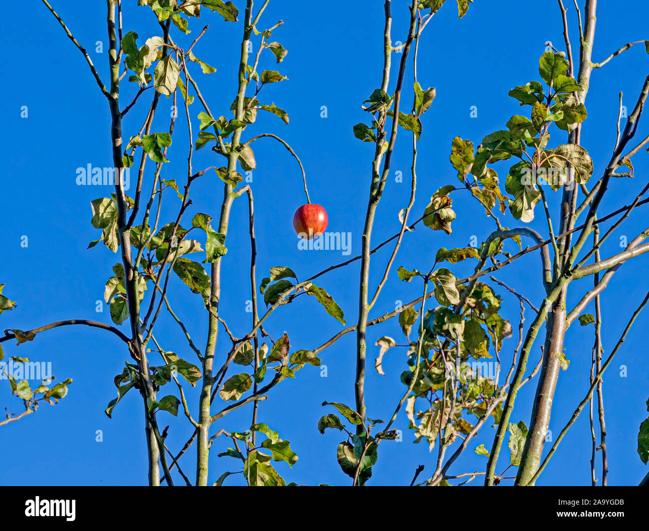 Single ripe red apple on a branch of an apple tree with green leaves against a blue sky background Stock Photo