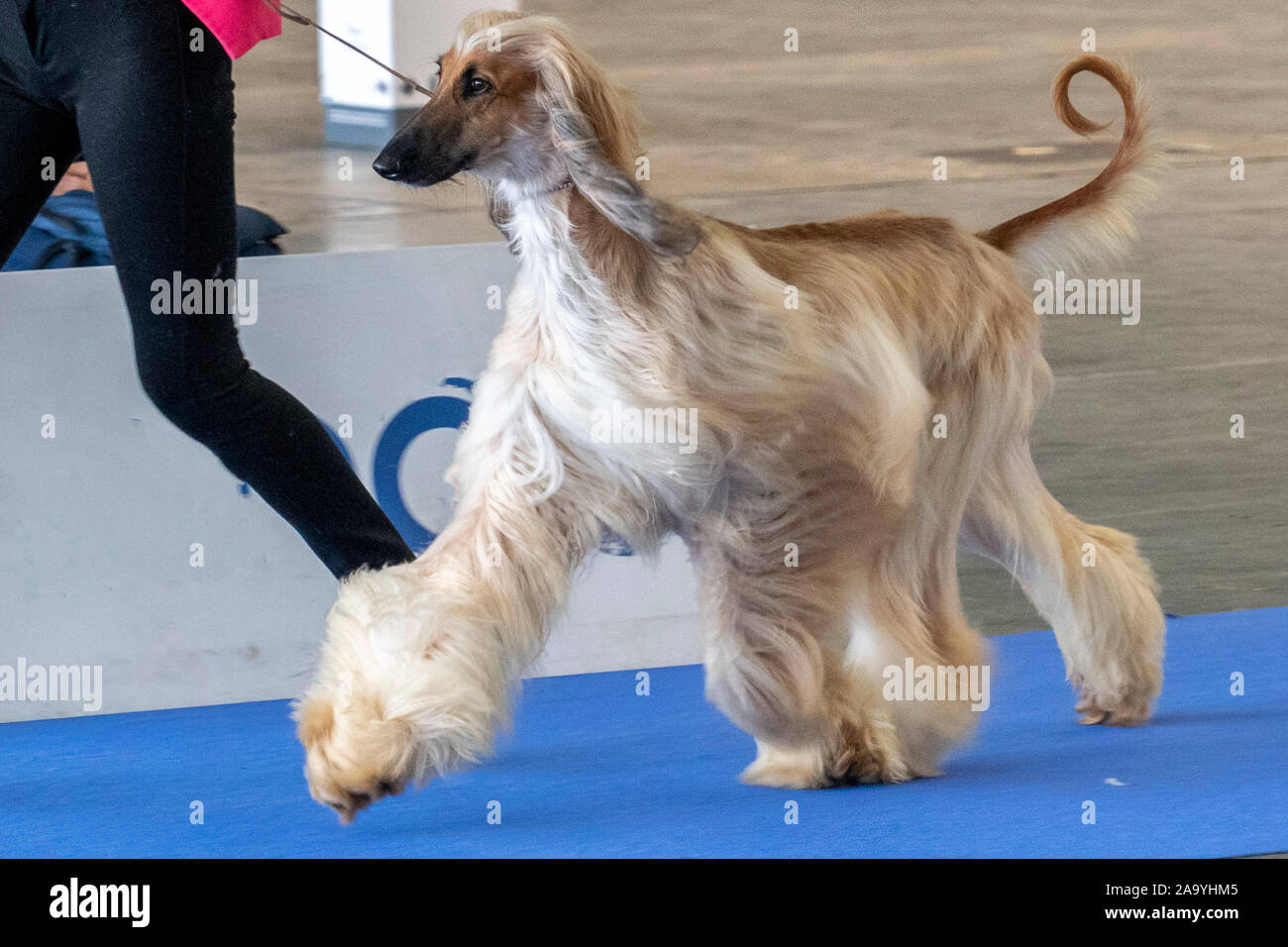 Afghan Dog Portrait Stock Photos Afghan Dog Portrait Stock