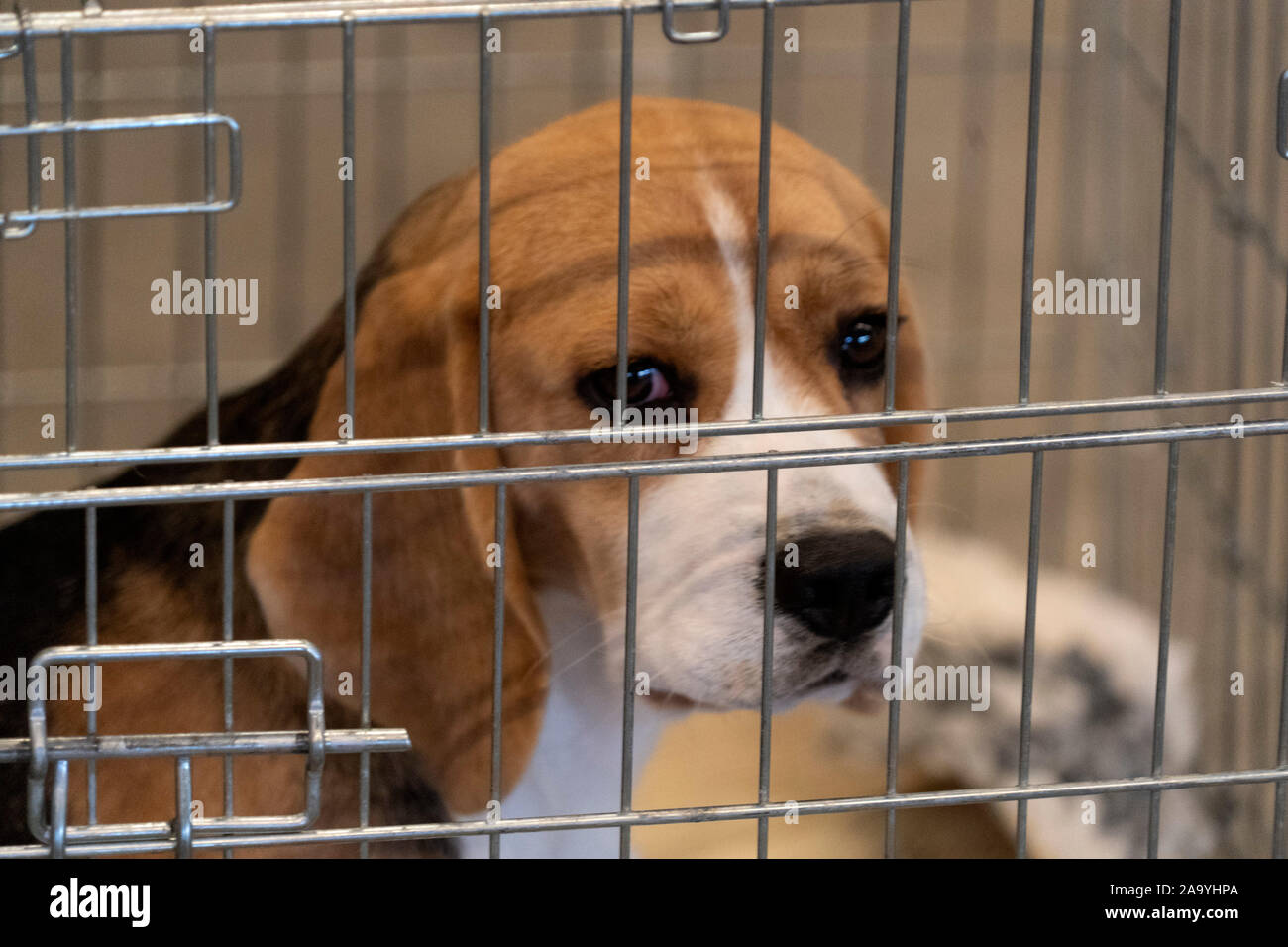 Dog crate for clearance beagle