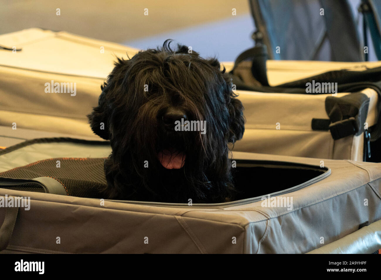 Bouvier des Flandres black dog Stock Photo