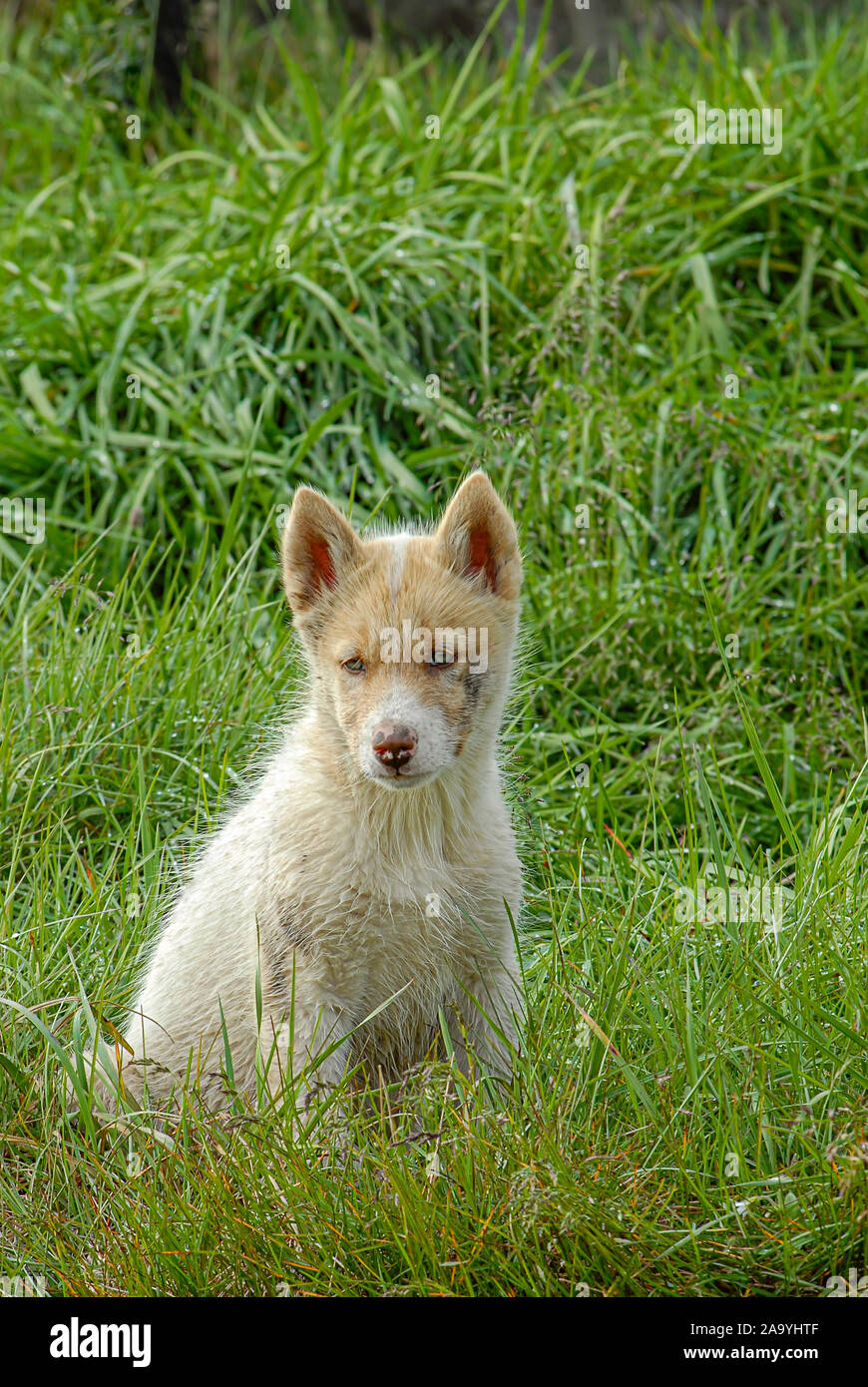 Portrait image of a sad looking Greenland sledge Dog puppy. Stock Photo