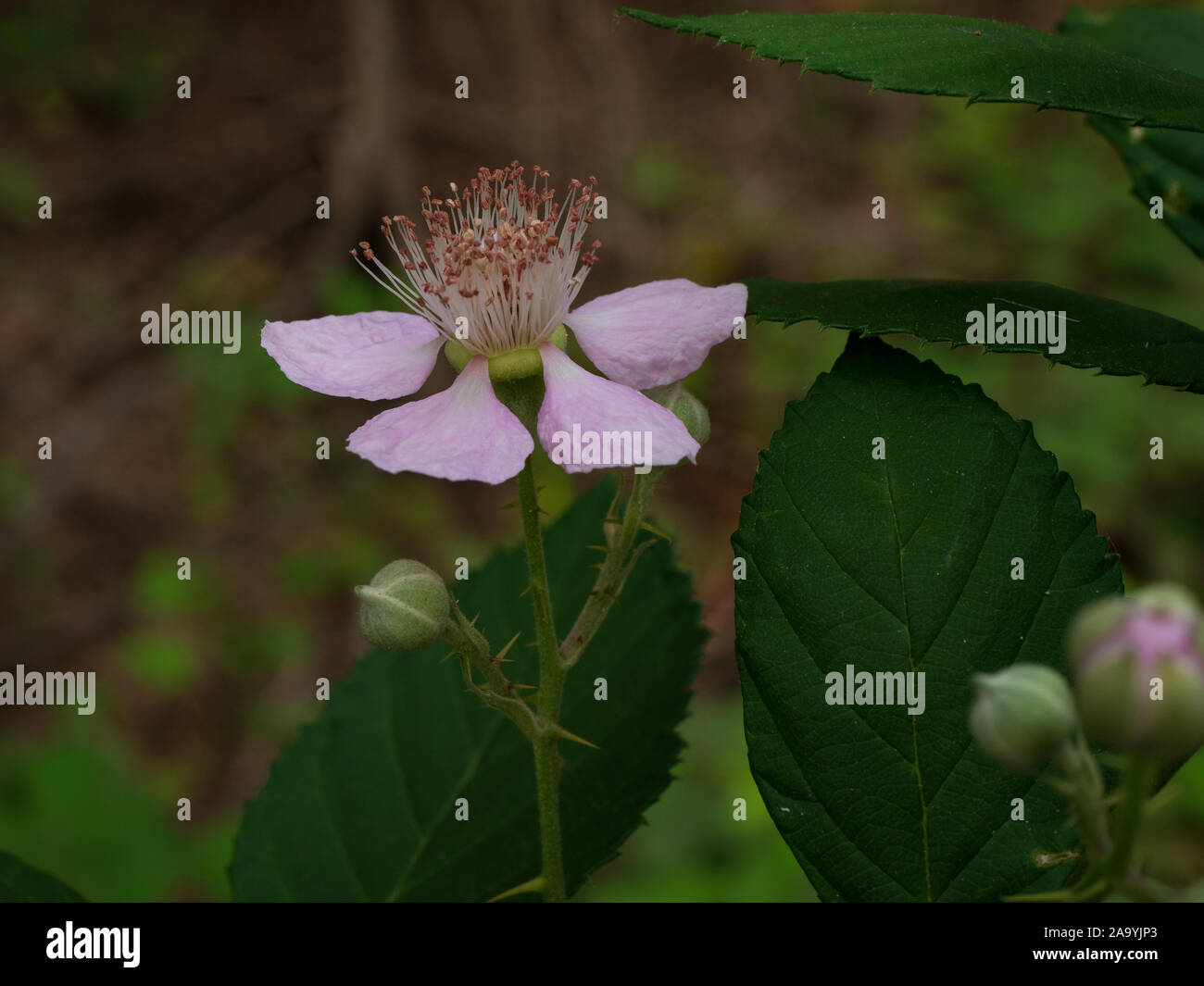 Wild Himalayan blackberry flower blossom close up Stock Photo