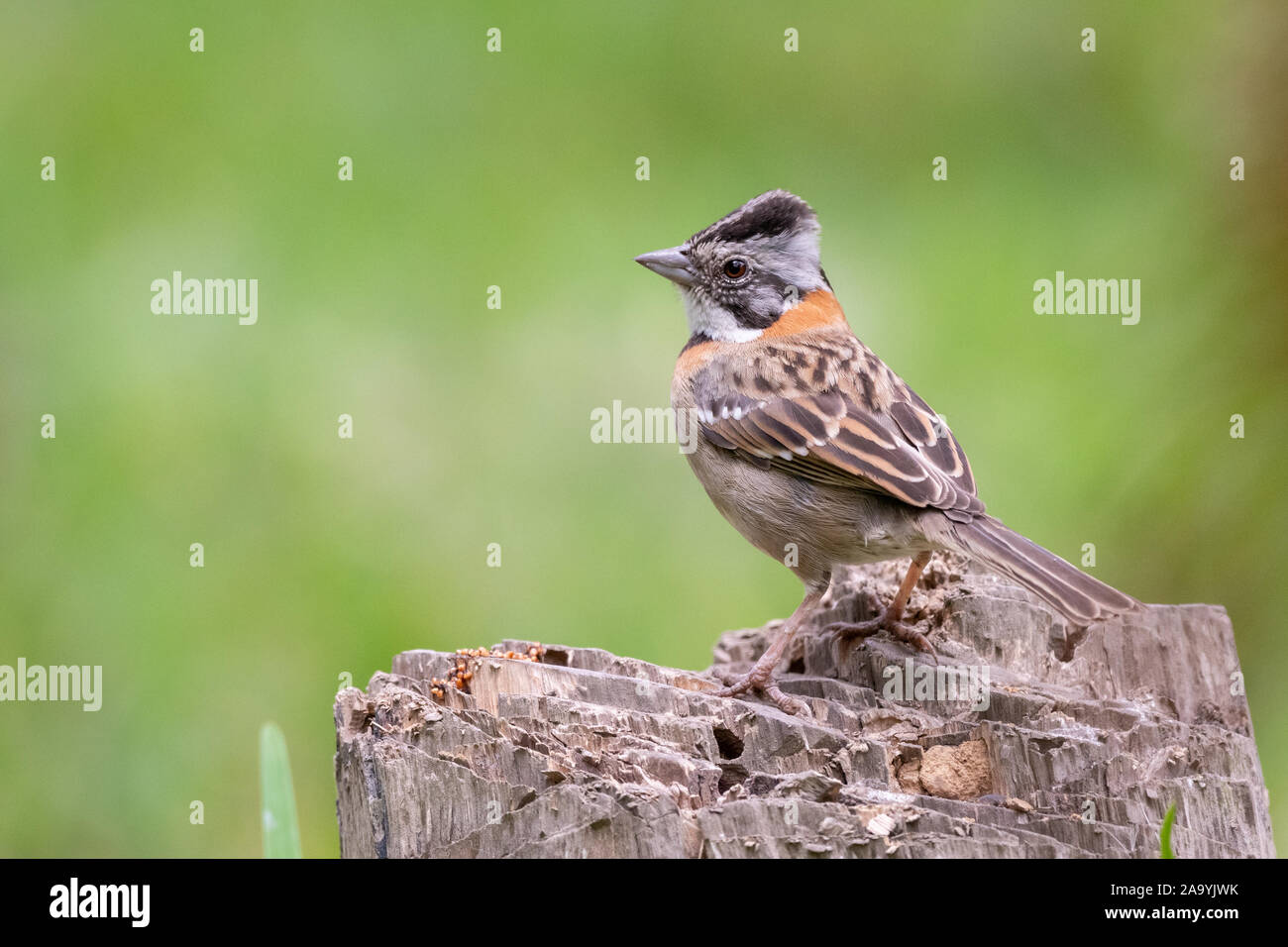 Rufous-Collared Sparrow perched on a tree stump in Trujillo, Peru Stock Photo