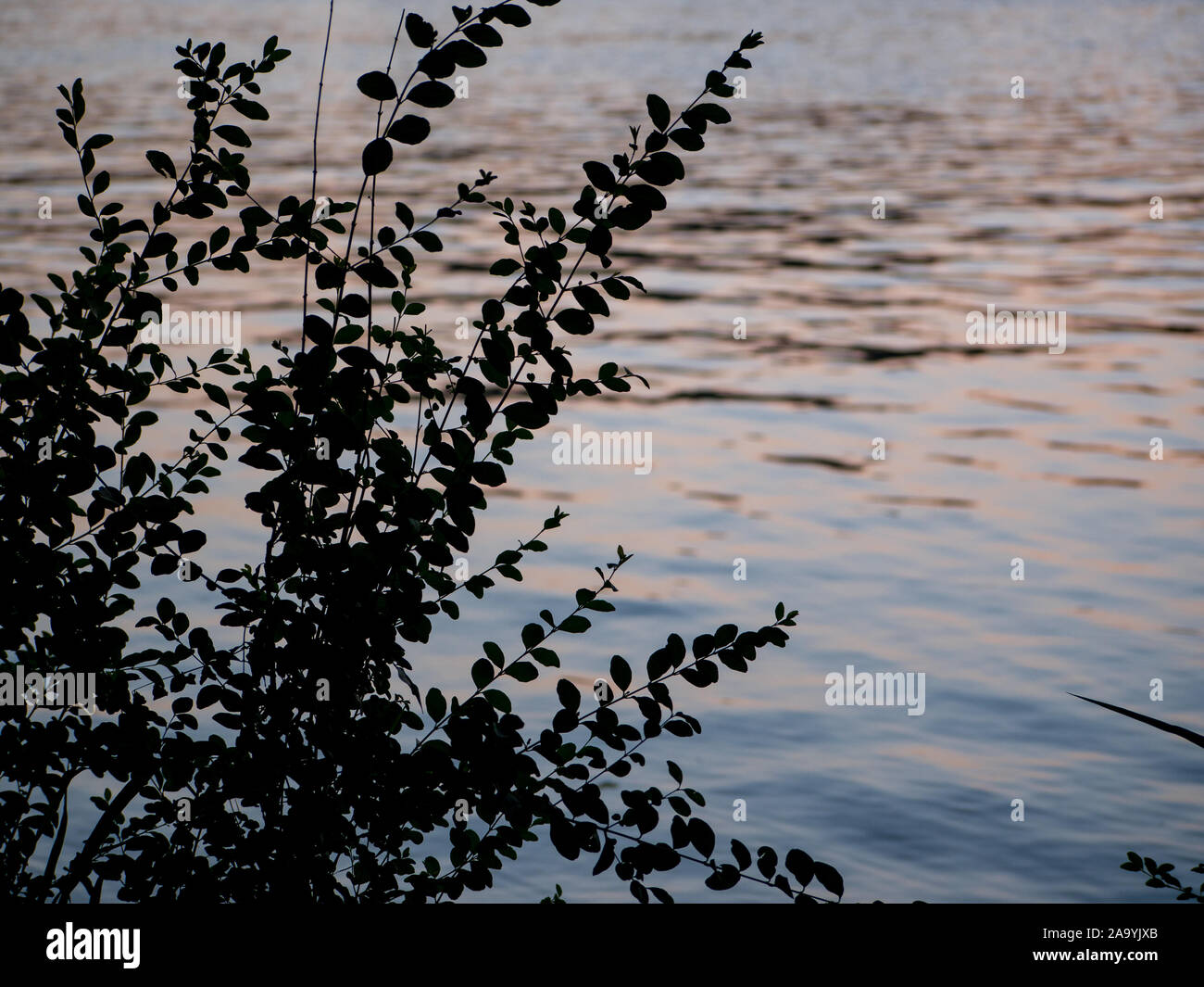 Tree silhouette with water in background reflecting golden hour light Stock Photo