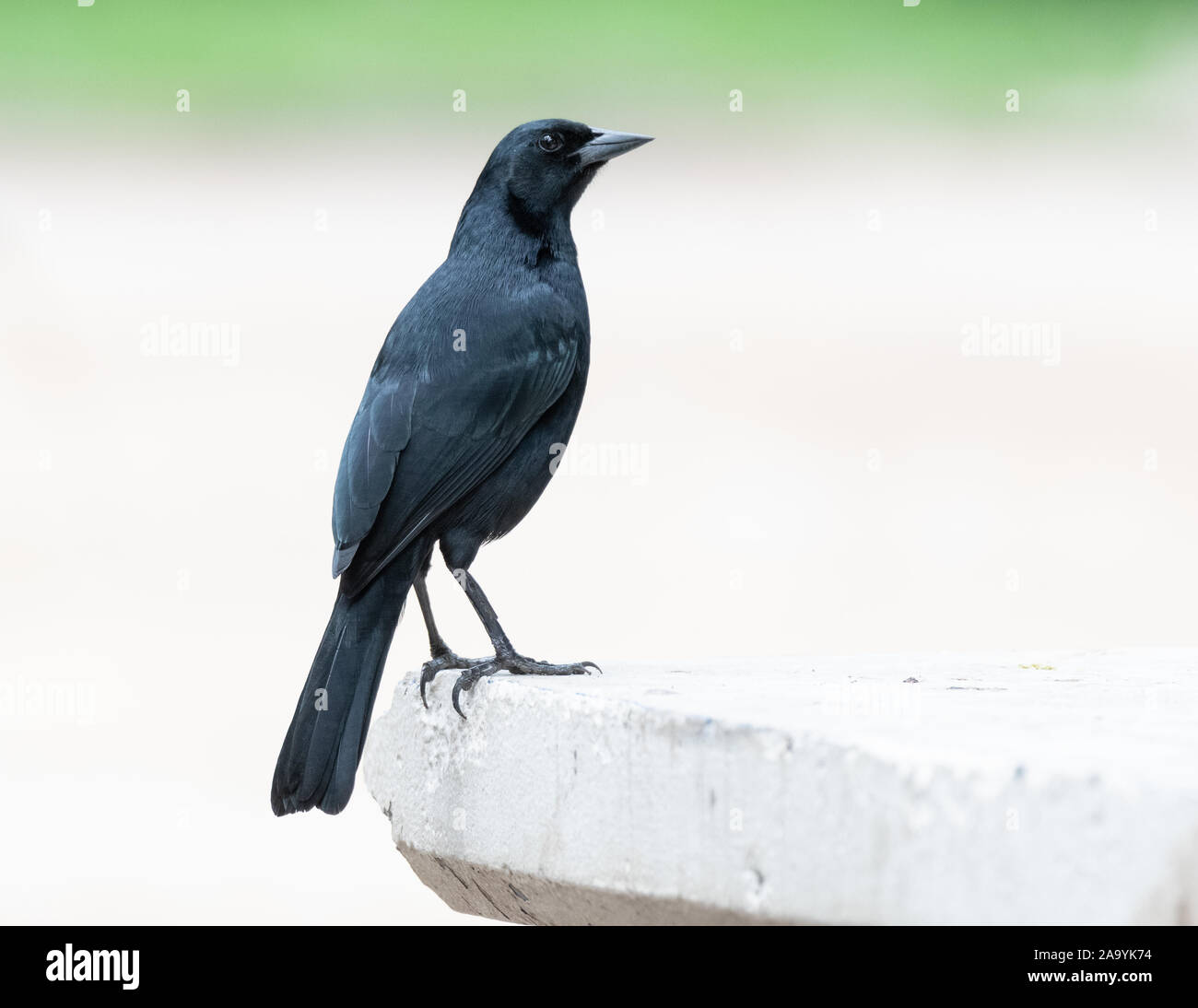 Scrub Blackbird (Dives Warszewiczi) perched in Peru Stock Photo