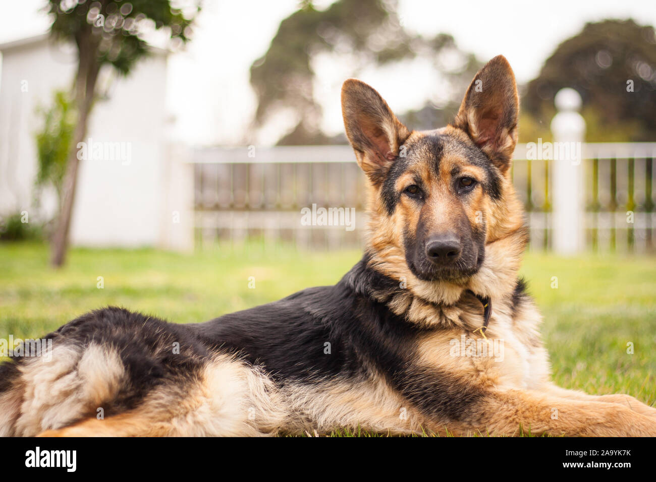 Beautiful German Shepherd Dog Portrait Stock Photo Alamy Beautiful German Shepherd Dog Portrait Stock Photo Alamy