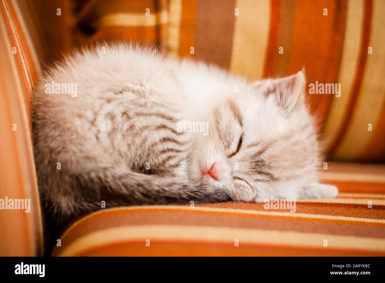 little white kitty