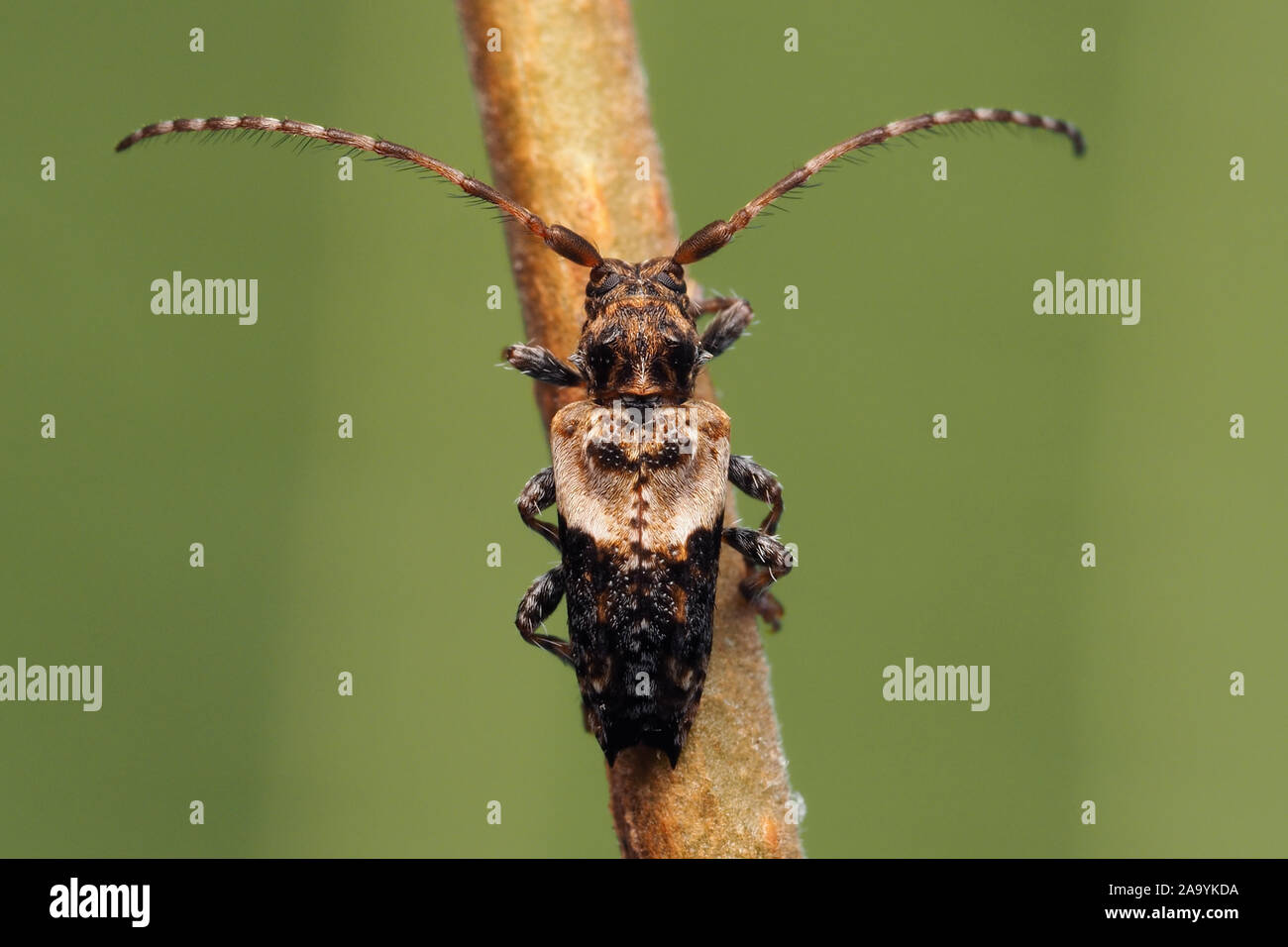 Lesser Thorn-tipped Longhorn Beetle (Pogonocherus hispidus) perched on hazel tree branch. Tipperary, Ireland Stock Photo