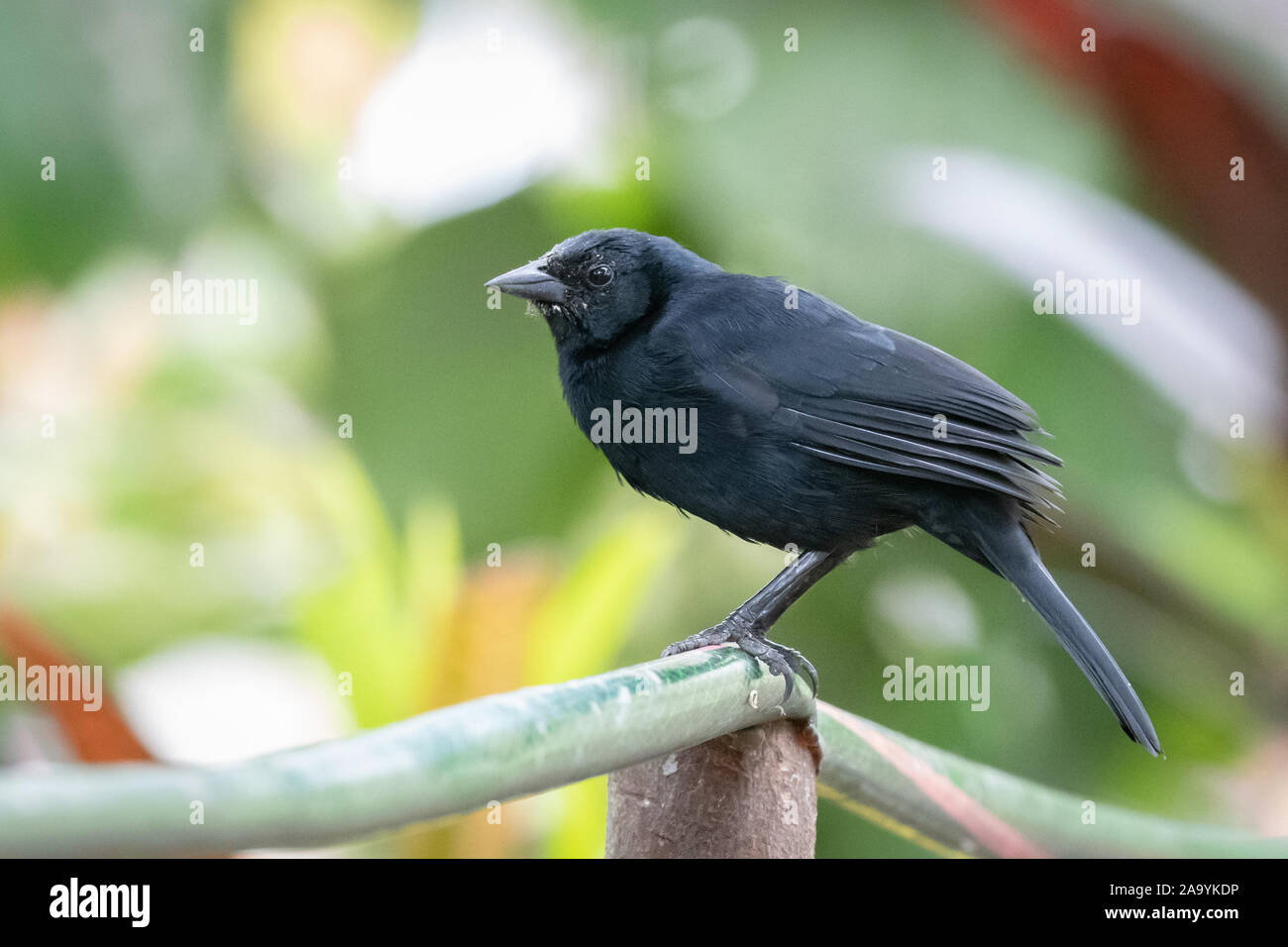 Scrub Blackbird (Dives Warszewiczi) perched in Peru Stock Photo