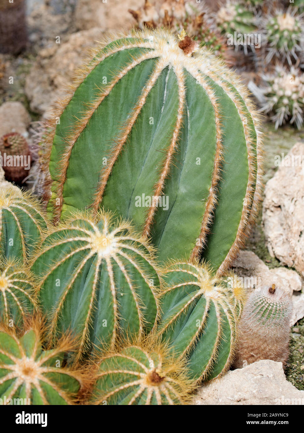 Cacti, eriocactus magnificus, in a closeup Stock Photo
