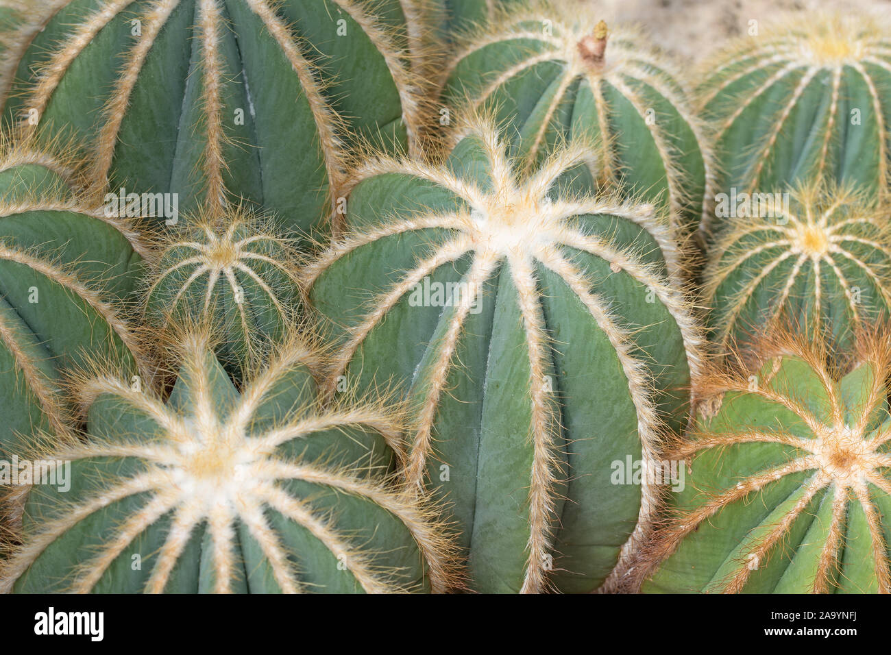 Cacti, eriocactus magnificus, in a closeup Stock Photo