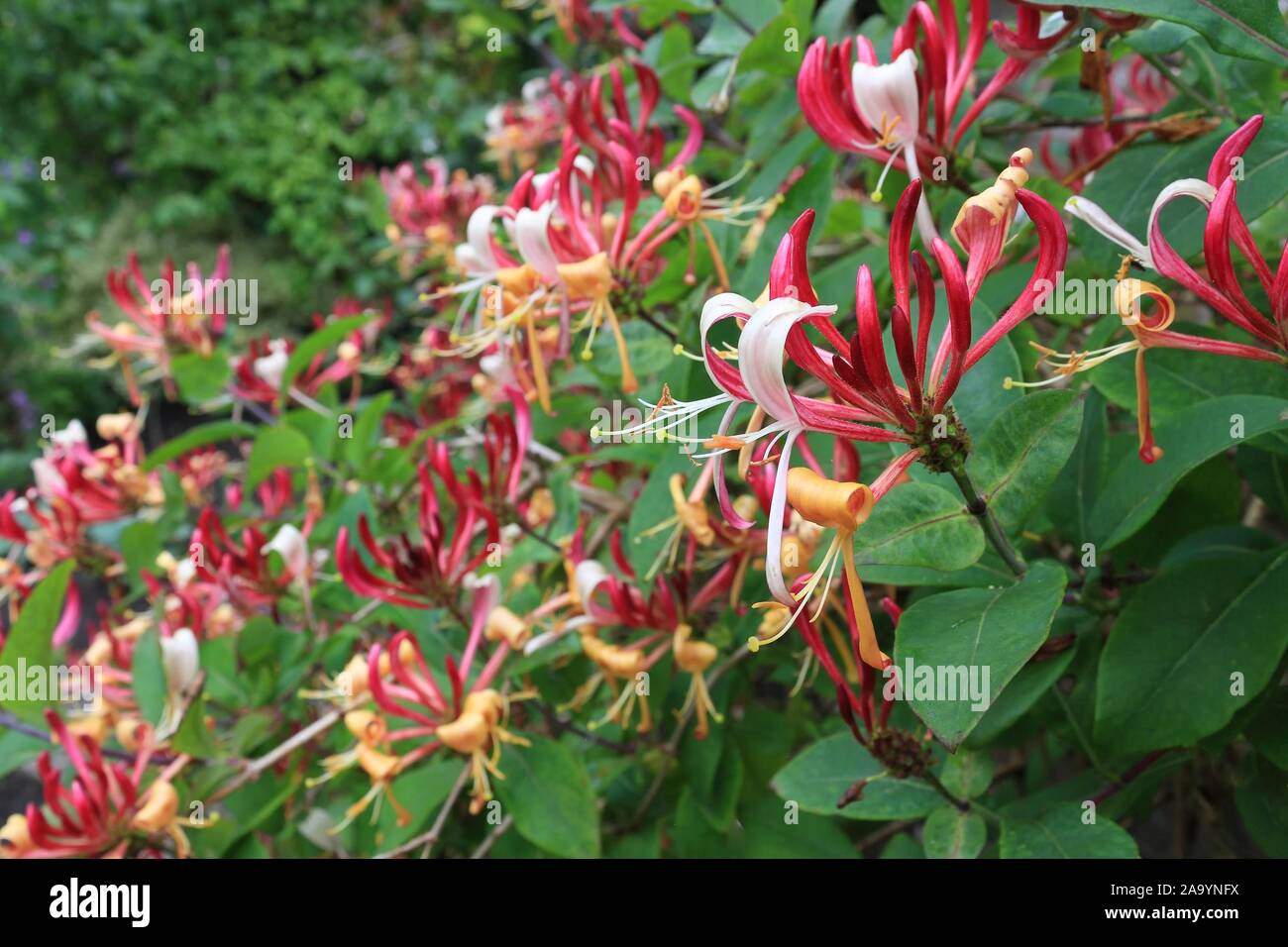 Red honeysuckle in bloom with green foliage in summer Stock Photo