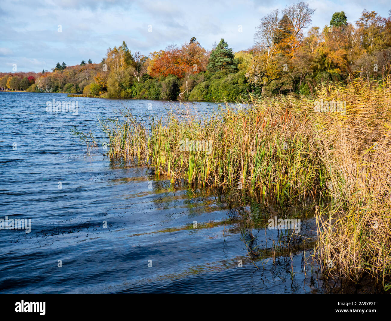 Virginia Water Lake with Autumn Trees, Windsor Great Park, Surrey