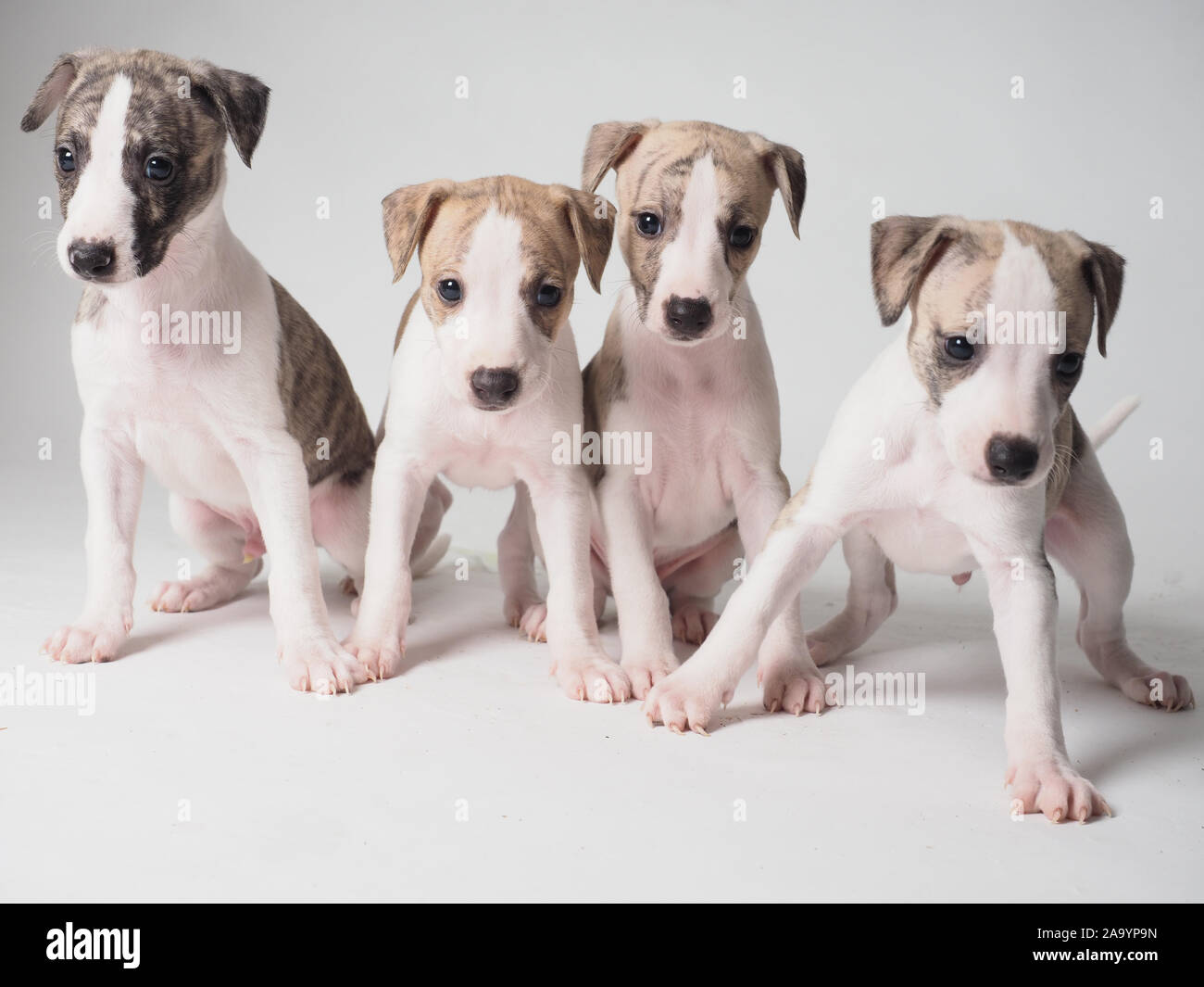 Four Whippet puppy with 36 days old tabby and white Stock Photo