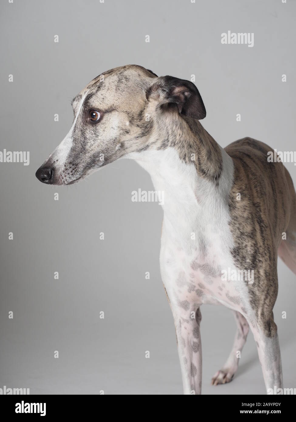 Portrait Whippet adult purebred dog tabby and white Stock Photo