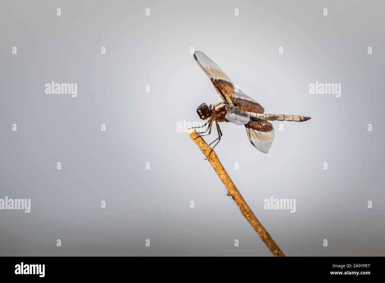 Female Widow Skimmer (Libellula luctuosa) dragonfly Stock Photo - Alamy