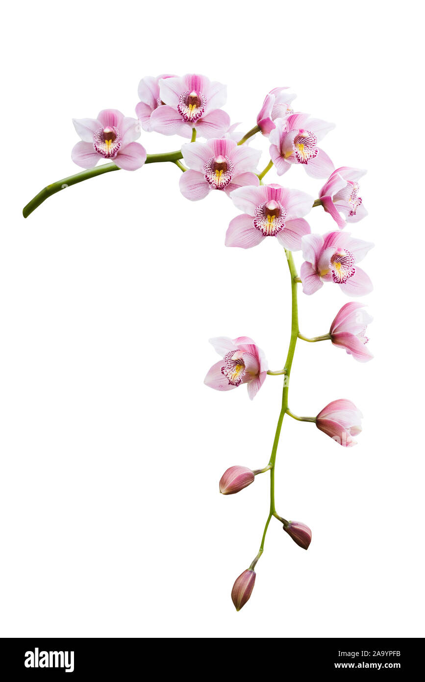 Pink orchid. Tropical flower branch isolated on white background Stock ...