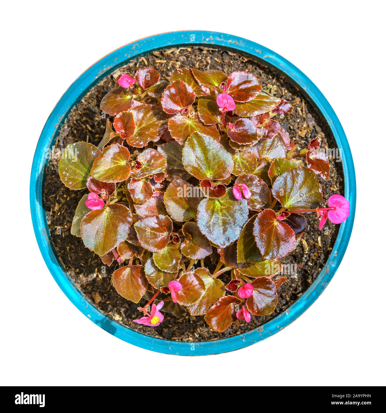 Top view pink flowers and magenta plants isolated photo Stock Photo