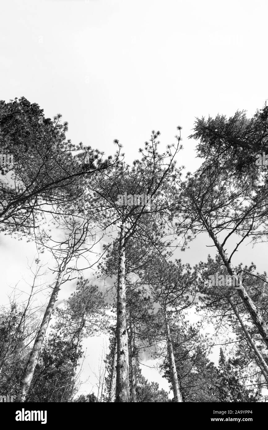 Coniferous forest Black and White Stock Photos & Images - Alamy