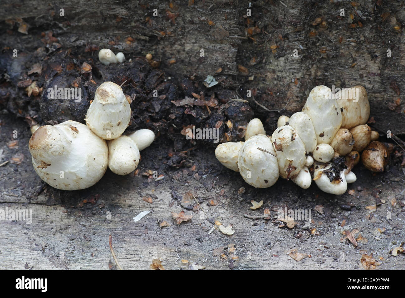 Hemipholiota populnea or Pholiota populnea, a scalycap mushrooms from Finland Stock Photo