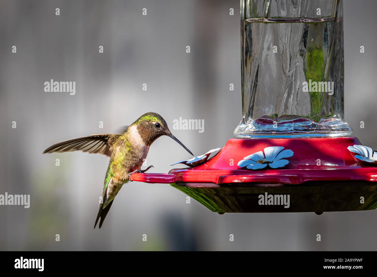 Ruby throated Humminbird (Archilochus colubris) perched ofeeder. Stock Photo