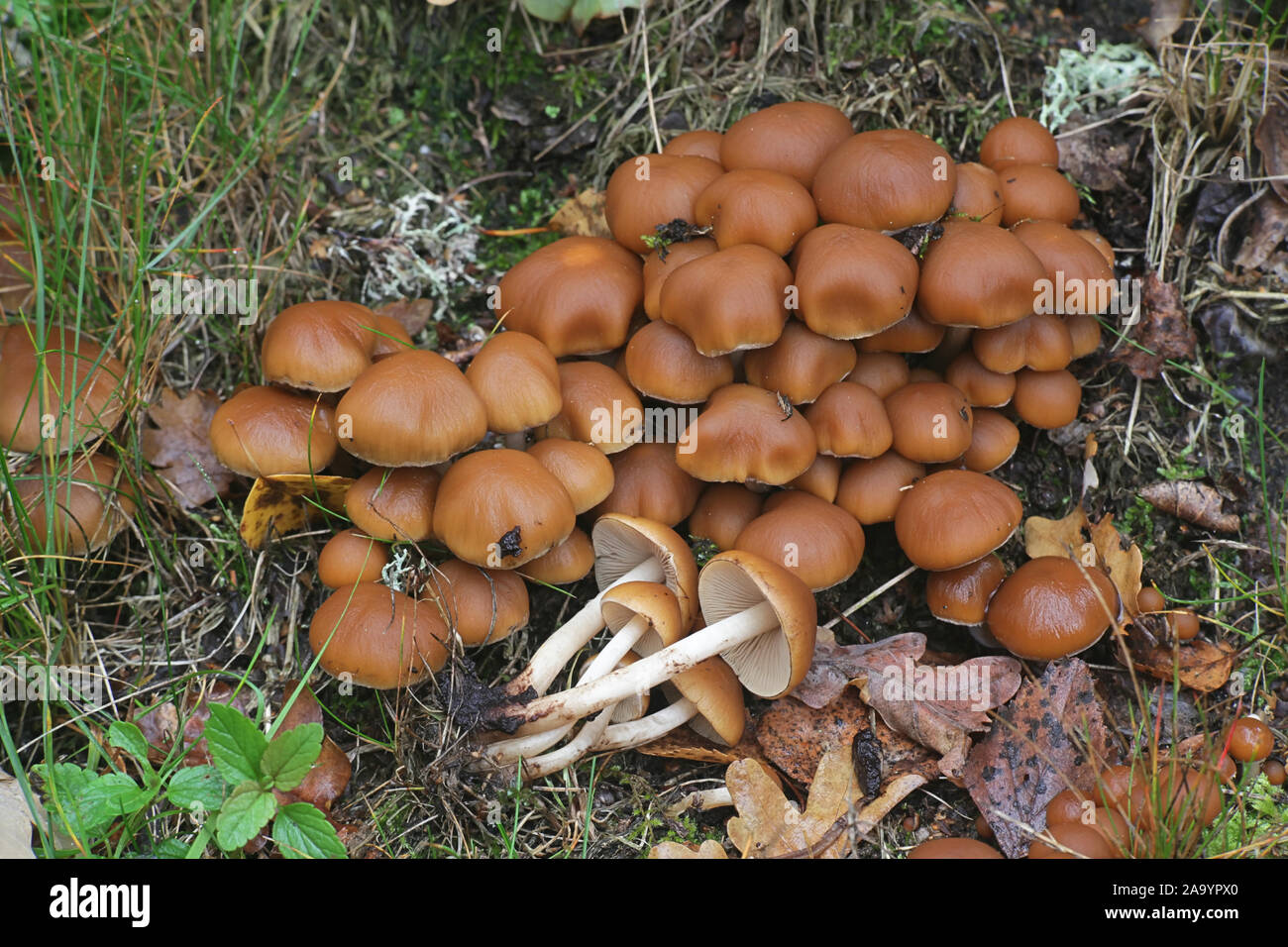 Psathyrella piluliformis, known as Common Stump Brittlestem mushroom, growing on oak in Finland Stock Photo