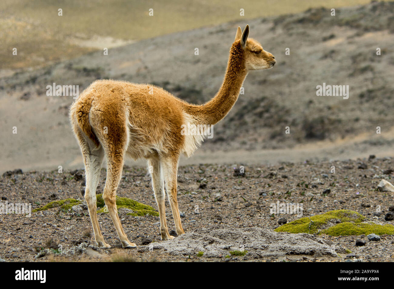 Vicuña grazing the sparse vegetation in the Chimborazo Reserve at 4300 ...