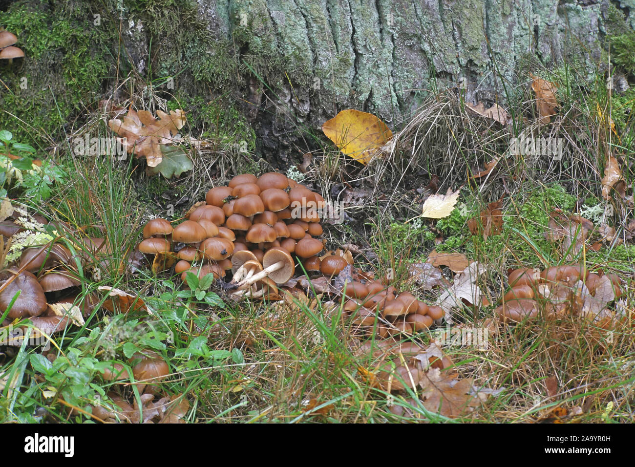Psathyrella piluliformis, known as Common Stump Brittlestem mushroom, growing on oak in Finland Stock Photo
