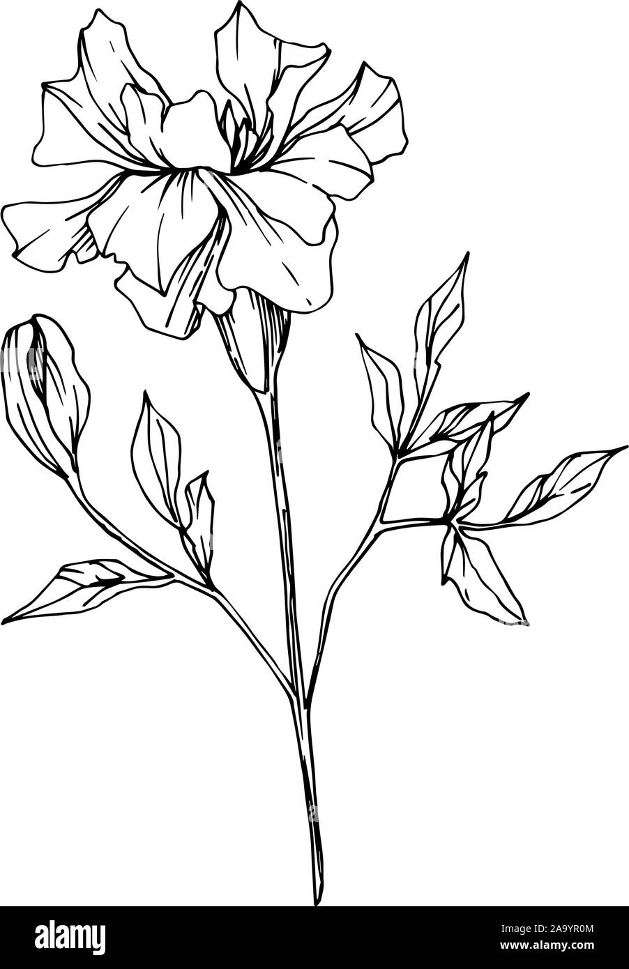 White Ink Tattoo High Resolution Stock Photography And Images Page 21 Alamy White Ink Tattoo High Resolution Stock Photography And Images Page 21 Alamy