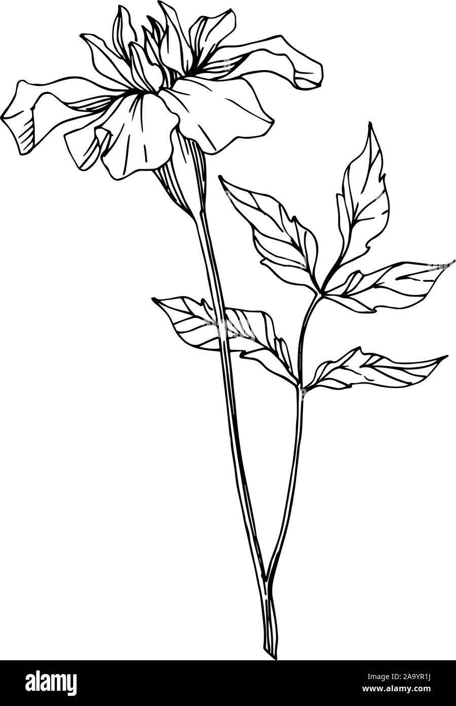 Marigold flowers Black and White Stock Photos & Images Alamy