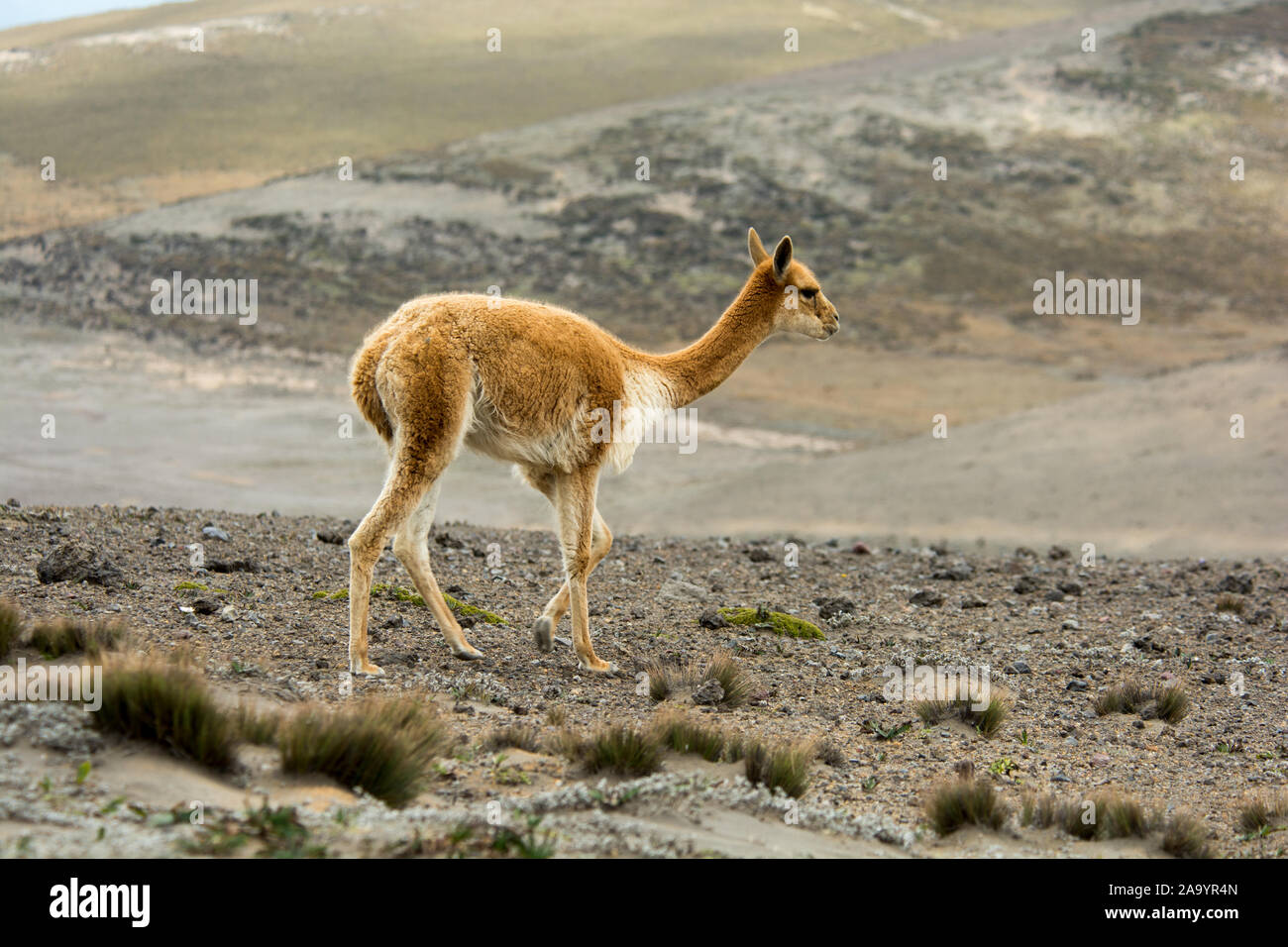 Vicuña grazing the sparse vegetation in the Chimborazo Reserve at 4300 ...