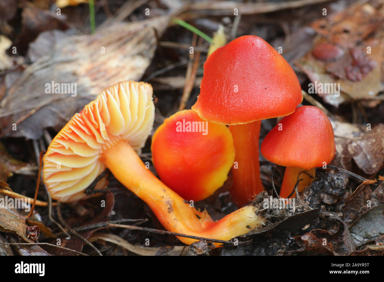 Hygrocybe punicea, known as Crimson- or Scarlet Waxy Cap, wild mushroom  from Finland Stock Photo - Alamy