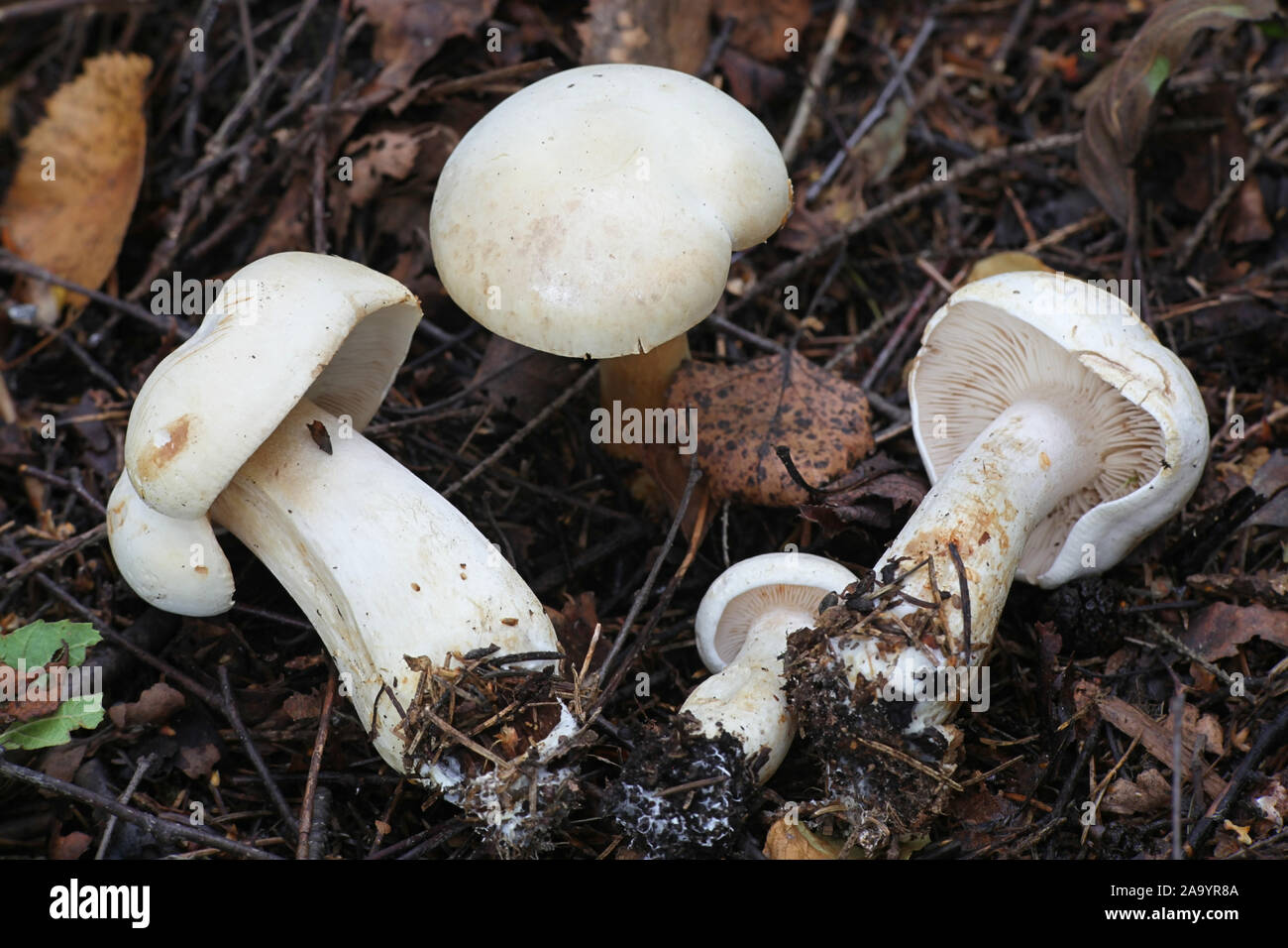 Tricholoma stiparophyllum, known as the white knight or chemical knight, wild mushroom from Finland Stock Photo