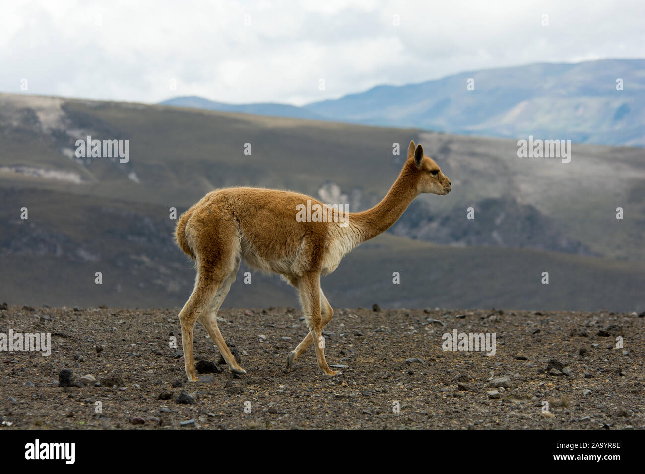 Vicuña grazing the sparse vegetation in the Chimborazo Reserve at 4300 ...