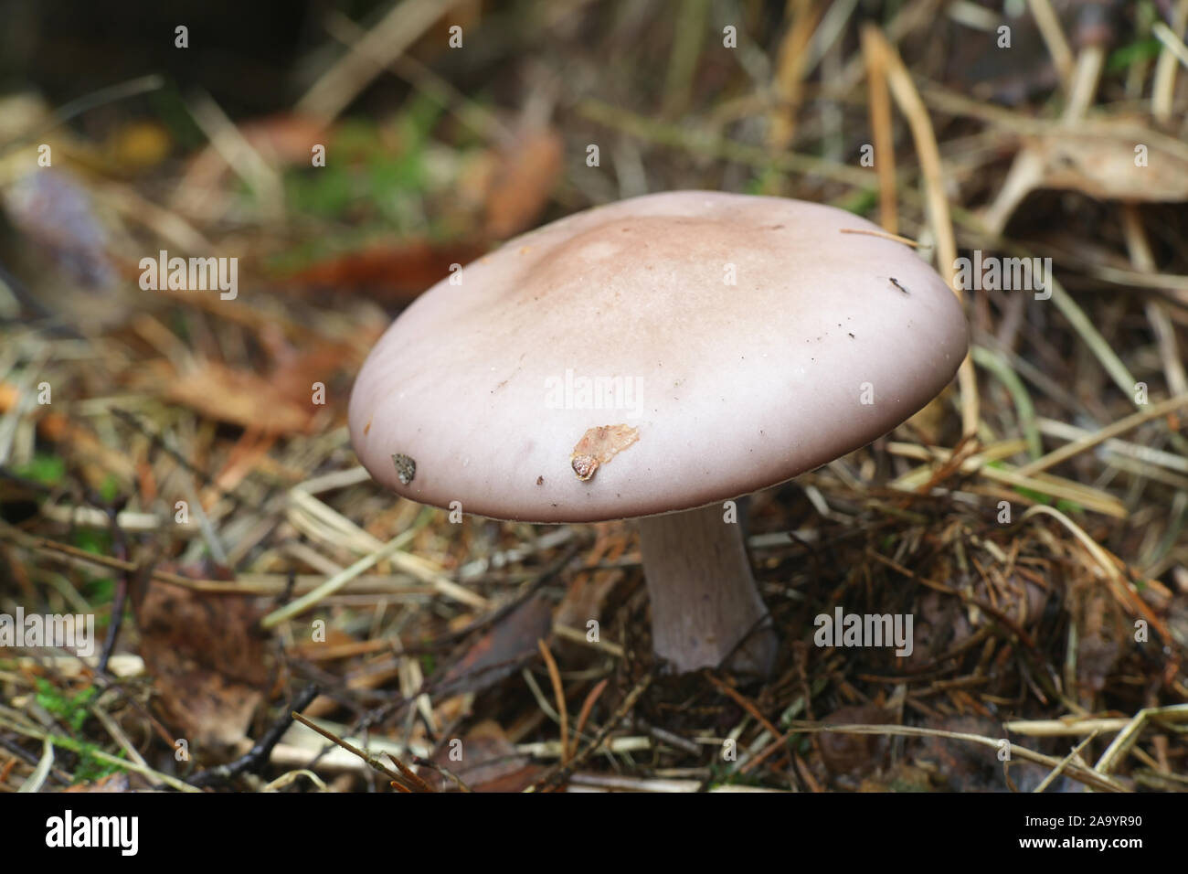 Lepista nuda, known as the Wood Blewit, wild mushroom from Finland Stock Photo
