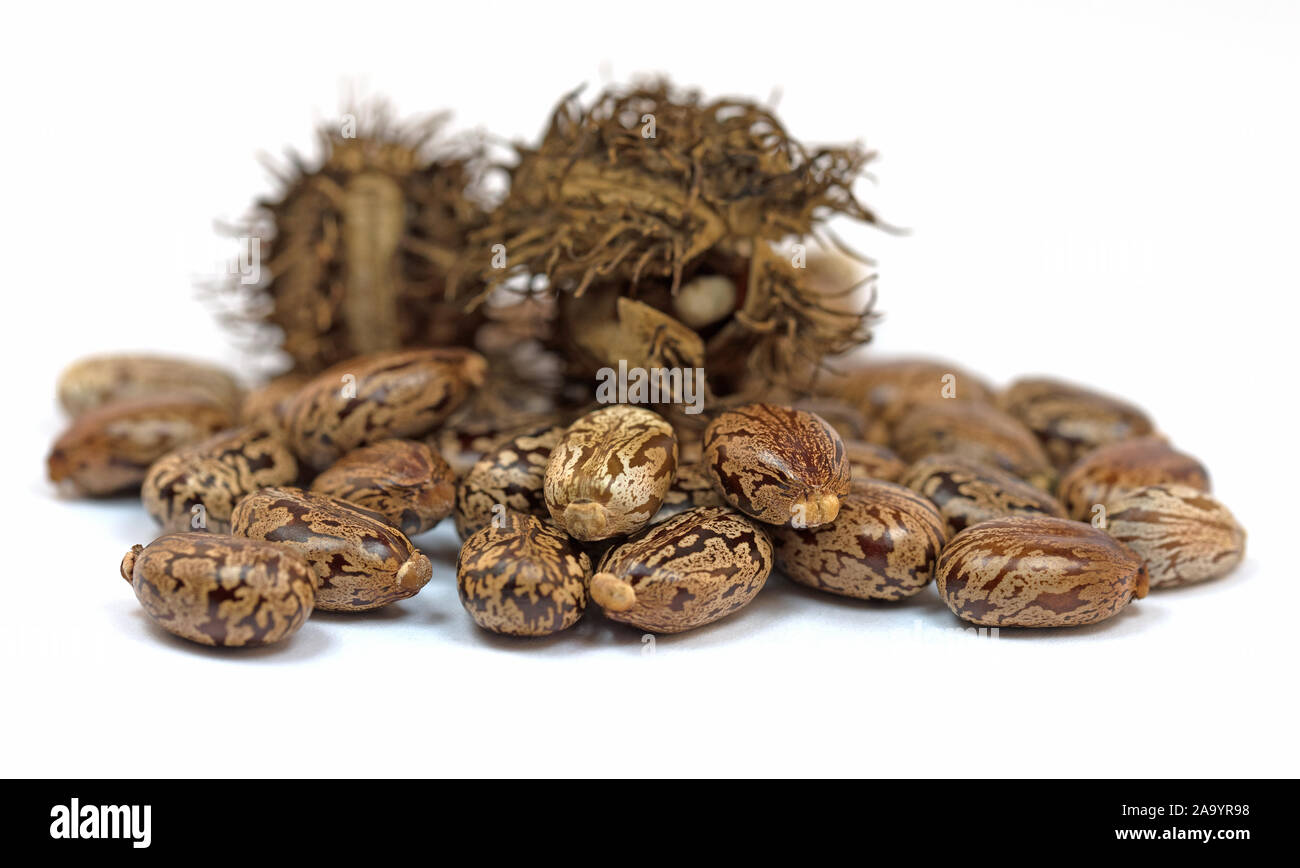 Seeds of the castor tree, ricinus communis, Stock Photo
