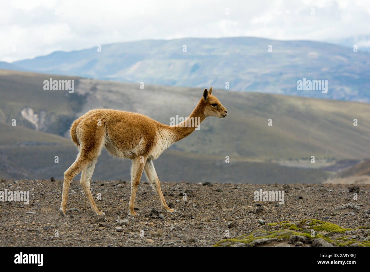 Vicuña grazing the sparse vegetation in the Chimborazo Reserve at 4300 ...