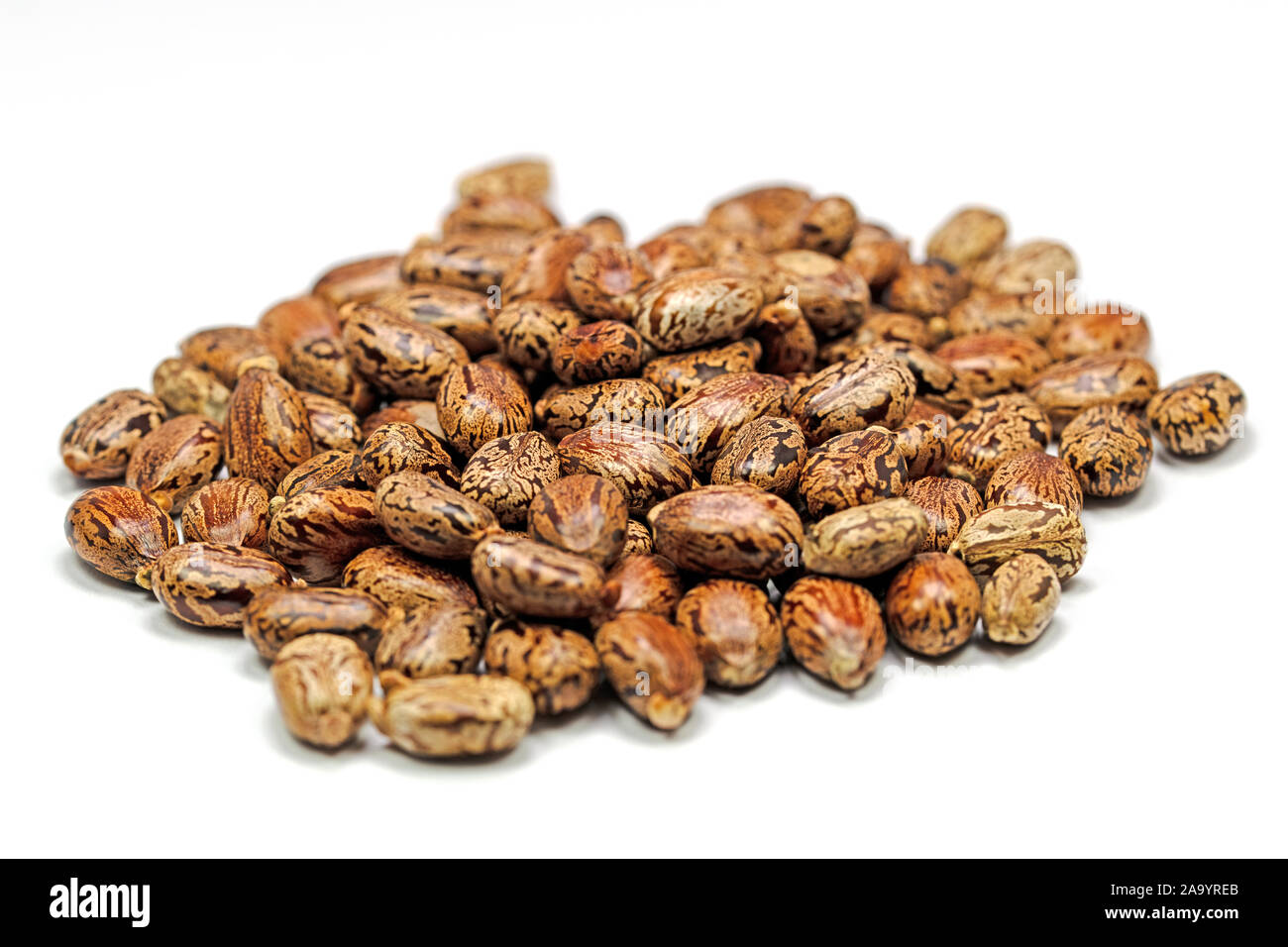 Seeds of the castor tree, ricinus communis, Stock Photo