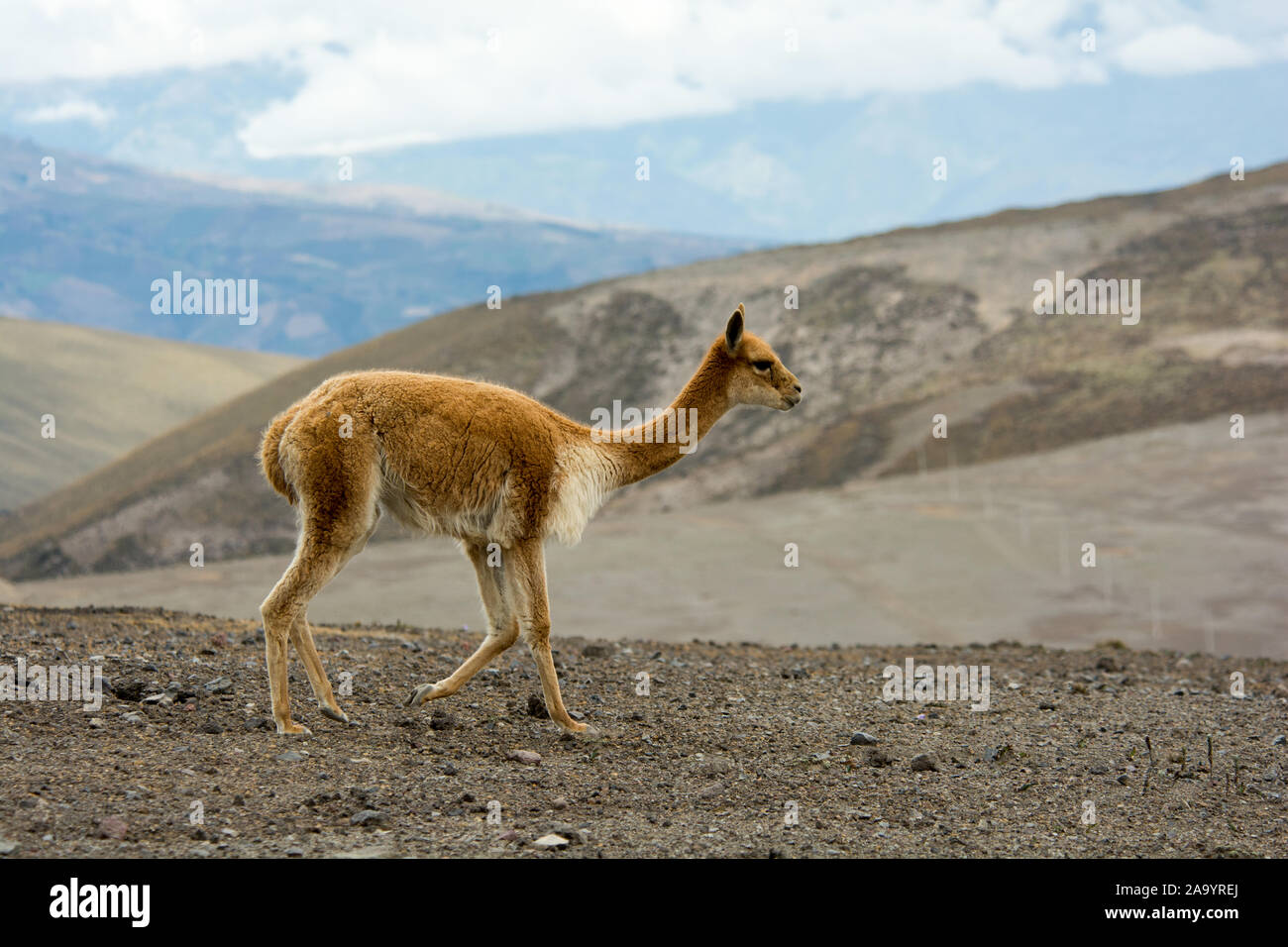 Vicuña grazing the sparse vegetation in the Chimborazo Reserve at 4300 ...