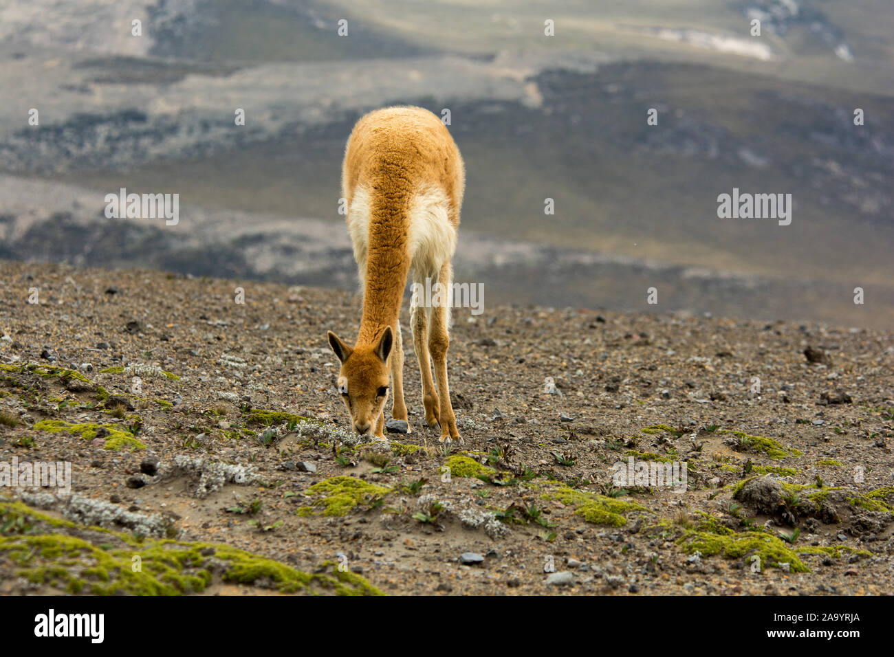 Vicuña grazing the sparse vegetation in the Chimborazo Reserve at 4300 ...