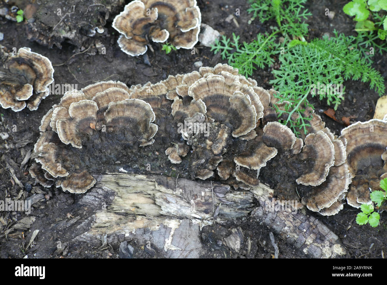 Bjerkandera adusta, known as the smoky polypore or smoky bracket, wild fungus from Finland Stock Photo