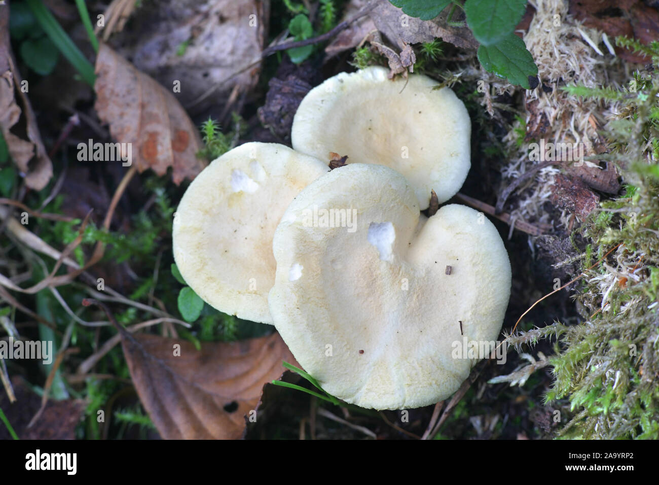 Hygrophoropsis pallida or H. aurantiaca var. macrospora, known as the false chanterelle, wild mushroom from Finland Stock Photo