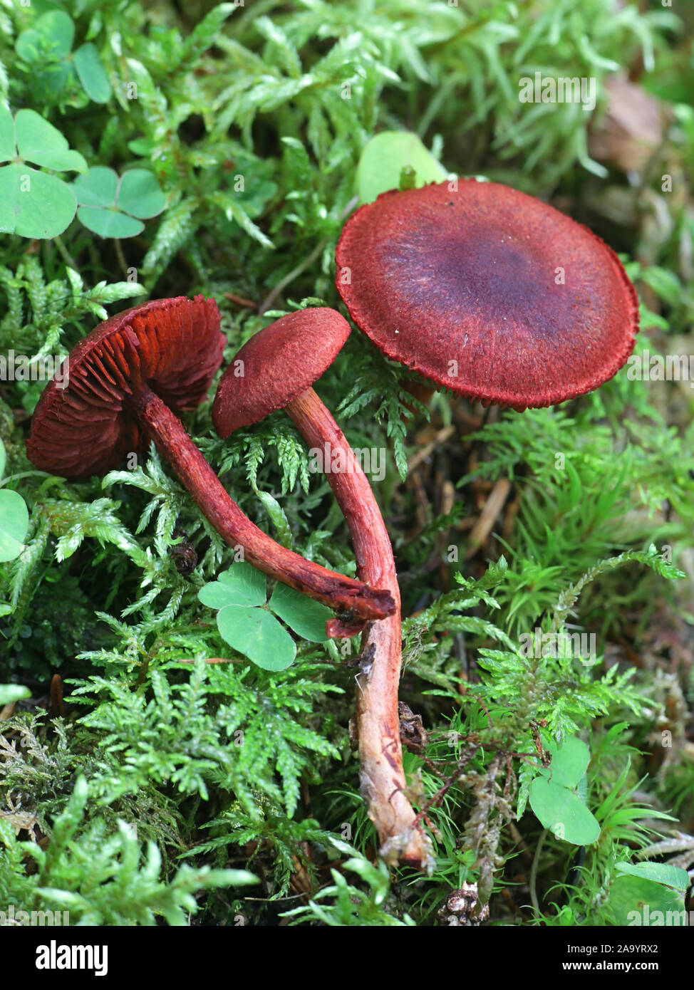 Red Banded Webcap Cortinarius sanguineus, known as the blood red or blood-red webcap ...
