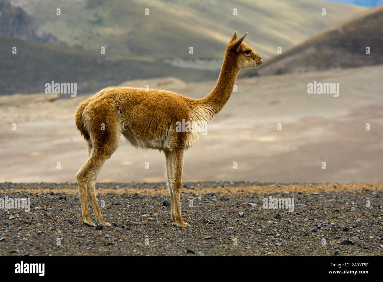 Vicuña grazing the sparse vegetation in the Chimborazo Reserve at 4300 ...