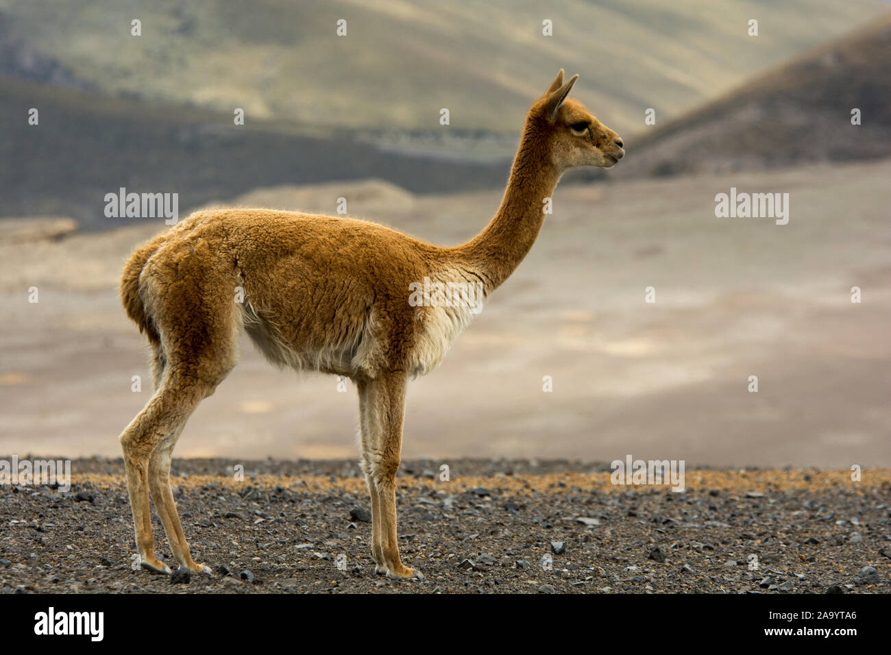 Vicuña grazing the sparse vegetation in the Chimborazo Reserve at 4300 ...