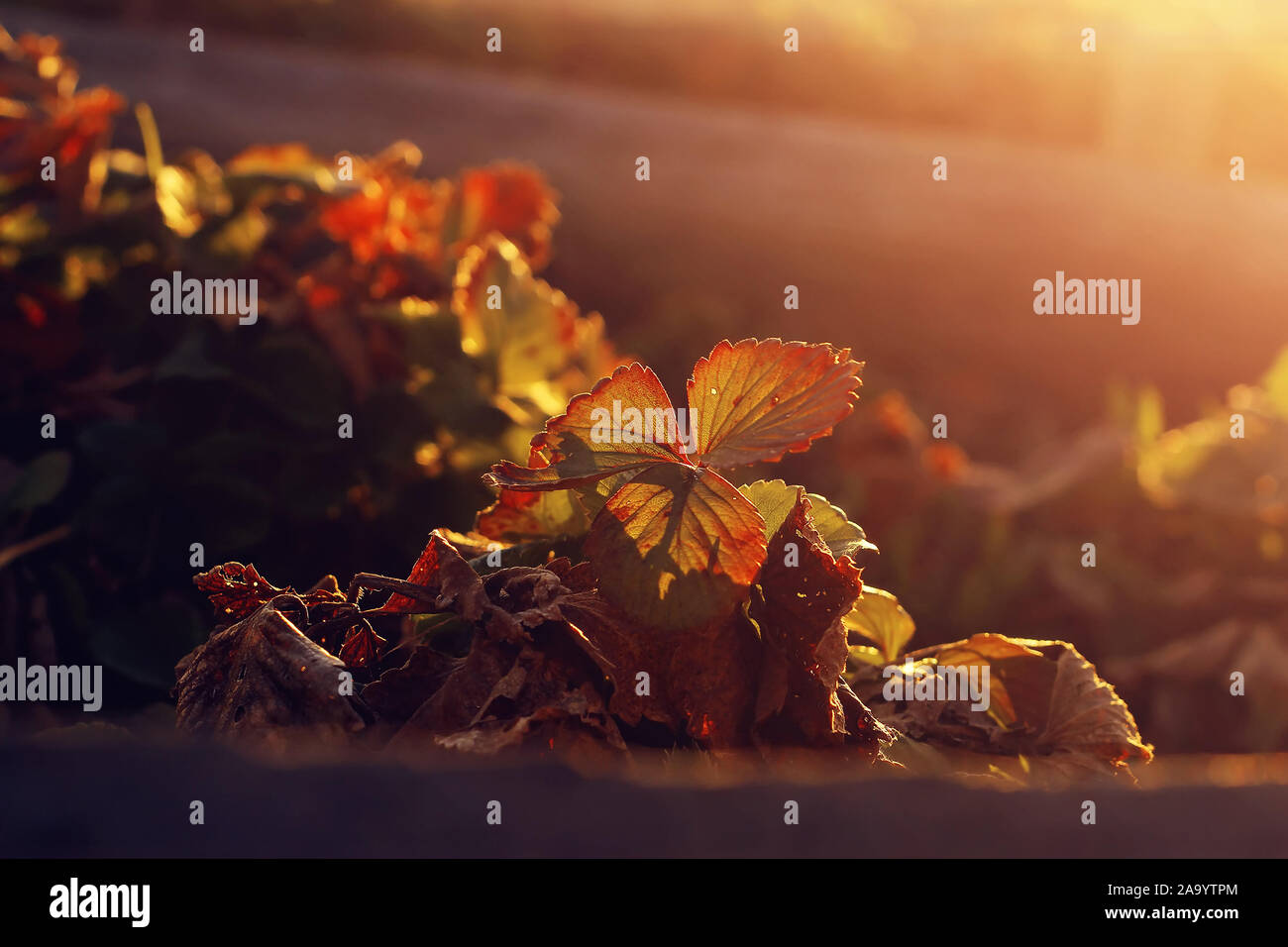 Red strawberry leaves hi-res stock photography and images - Alamy