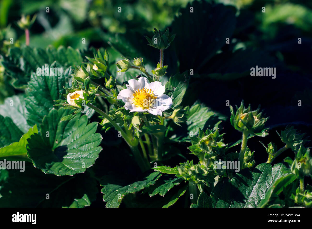 Strawberry plants buds hi-res stock photography and images - Alamy