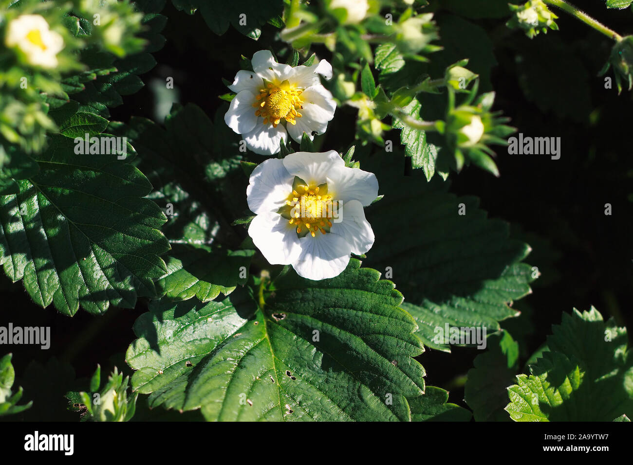 Close-up of blooming strawberry plants Stock Photo - Alamy