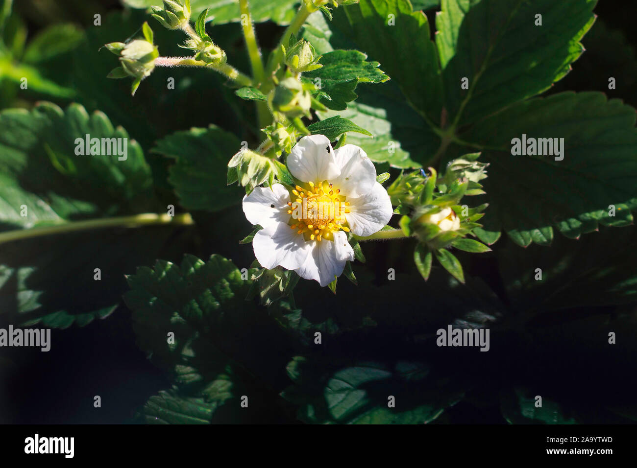 Strawberry flower buds hi-res stock photography and images - Alamy